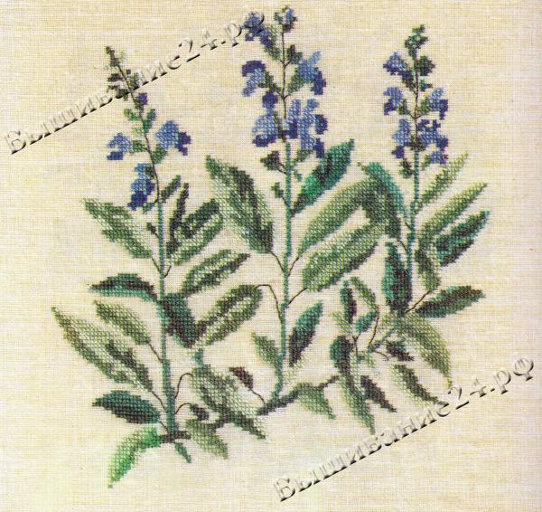Схема вышивания крестом - Шалфей, цветы